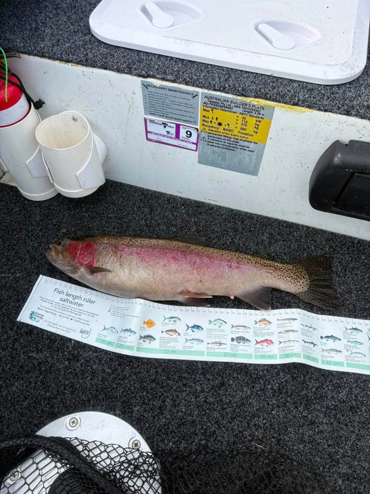 Big Rainbow Trout