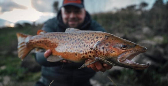 Brown Trout for Matt