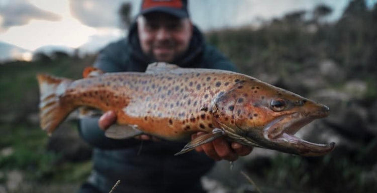 Brown Trout for Matt