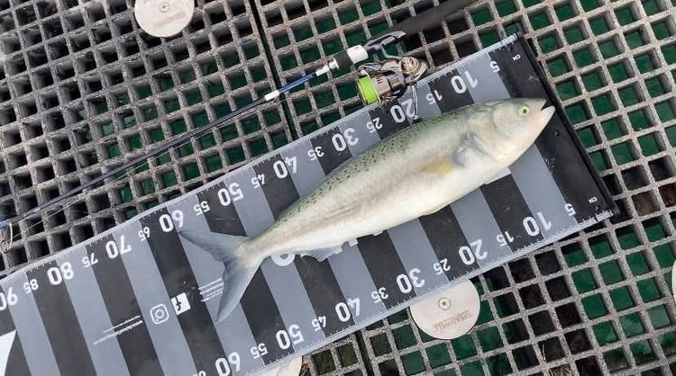 Warrnambool Breakwater Salmon