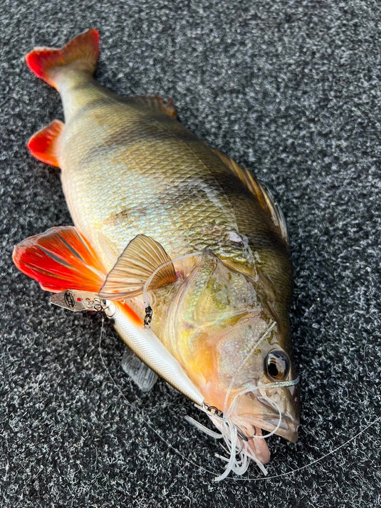 Merri River Redfin