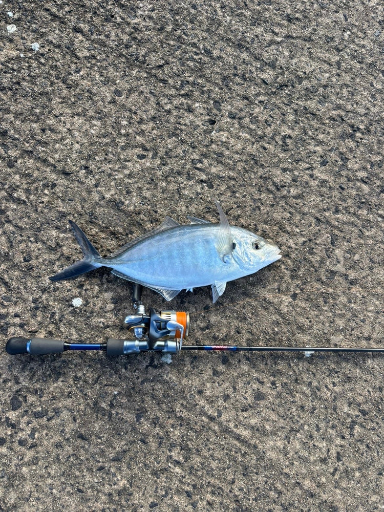 Port Fairy Trevally