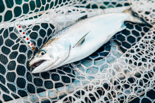 Lake Bullen Merri Fishing Guide