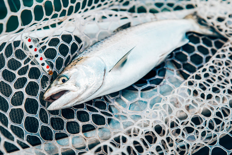 Lake Bullen Merri Fishing Guide