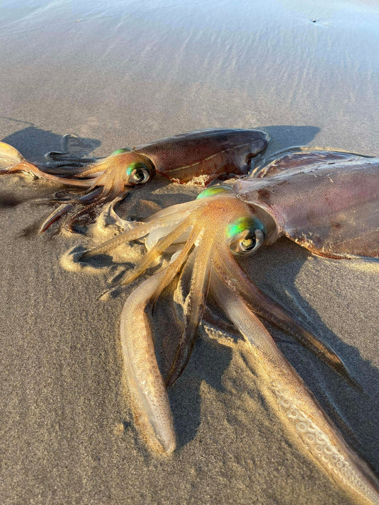 Squid Products