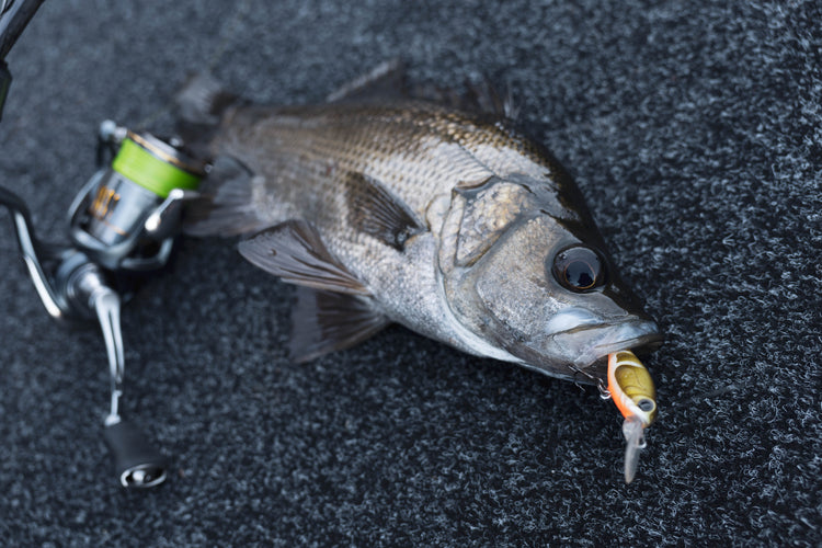 Estuary Perch Products