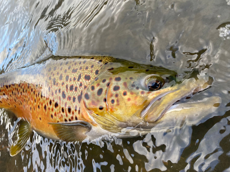Trout Products