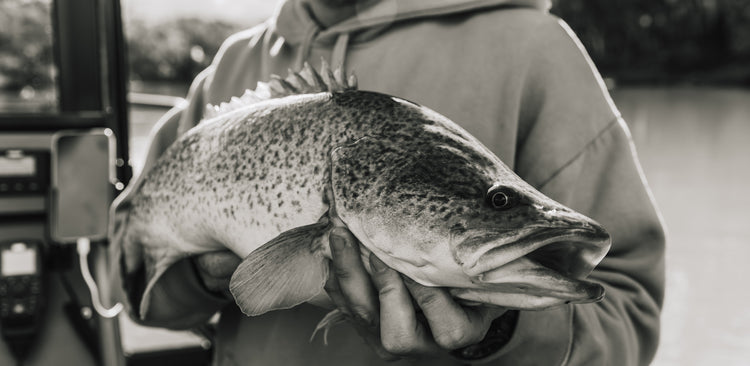 Murray Cod Products