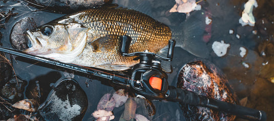 Daiwa 23 Tatula 100