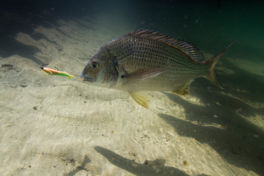 Berkley Gulp 2" Shrimp