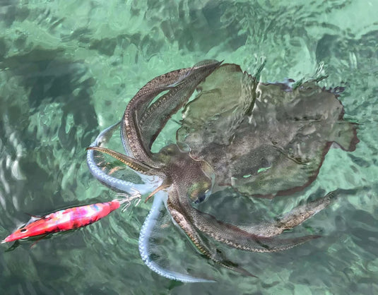 Pro Cure Egilicious Squid Scent - Pilchard