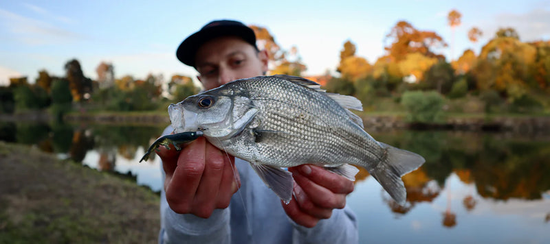 Load image into Gallery viewer, Daiwa Bait Junkie 2.35" Prawn
