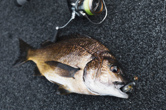 Raid Fish Roller 3"