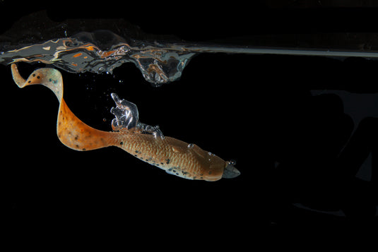 Berkley Gulp Minnow Grub 3"