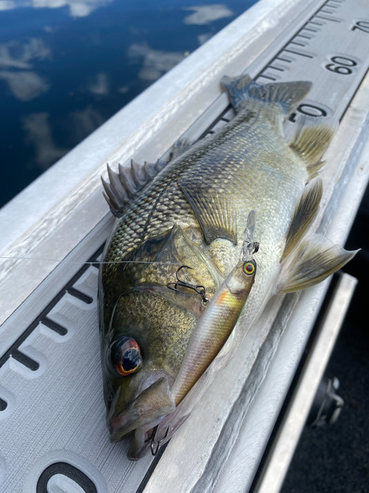 Jackall Squirrel 61SP