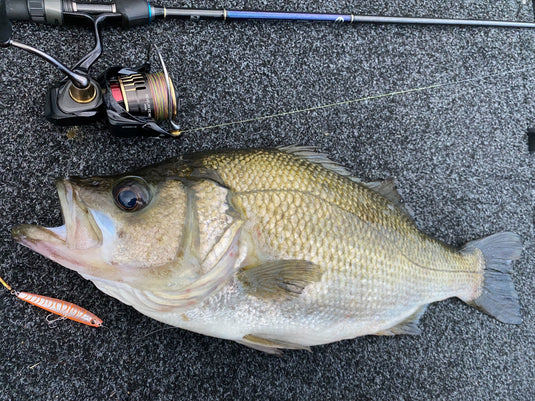 Daiwa Infeet Slippery Dog 65F TG Tune