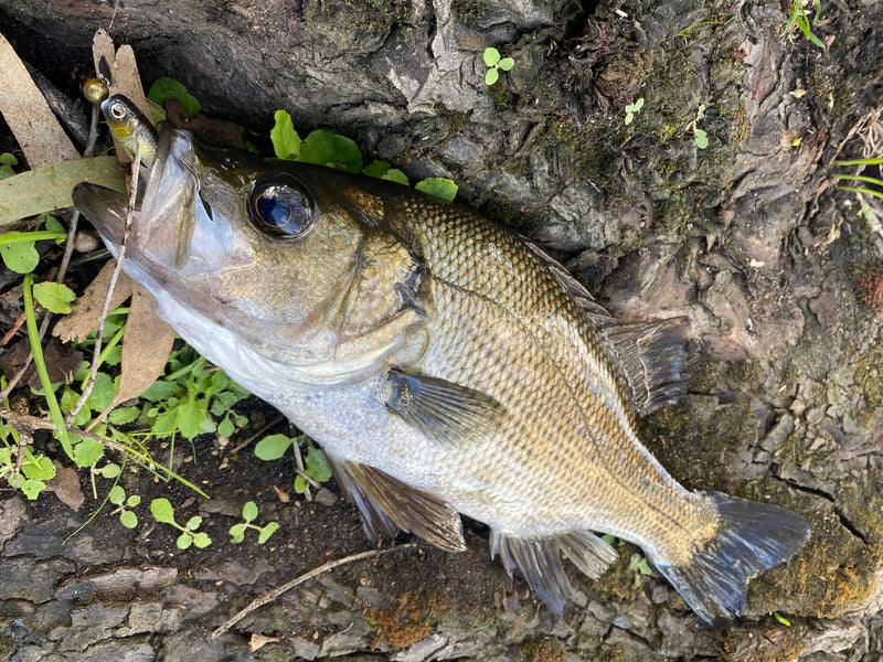Load image into Gallery viewer, Raid Fish Roller 3"
