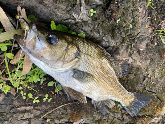Raid Fish Roller 3"