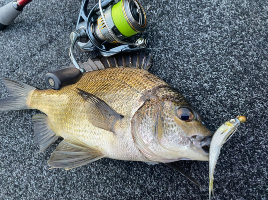 Raid Fish Roller 3"