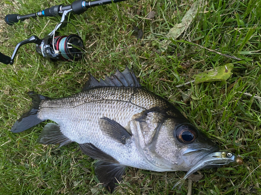 Raid Fish Roller 3"