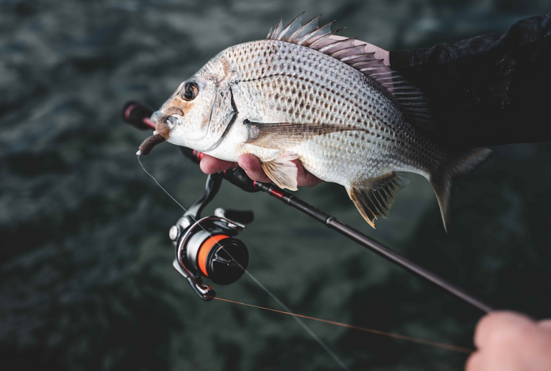 Load image into Gallery viewer, Daiwa 24 Certate FC
