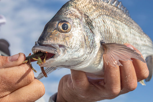 Berkley Gulp 2" Crabby