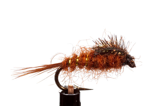 Brown Nymph