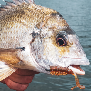 Load image into Gallery viewer, Rapala Crush City Creeper 2.5"
