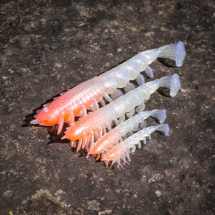 Rapala Crush City Imposter