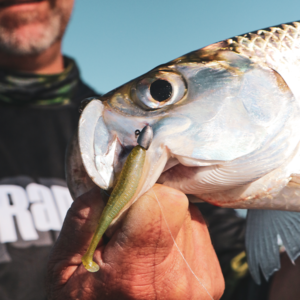 Rapala Crush City 2.75" Suspect