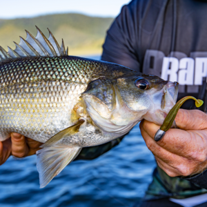 Load image into Gallery viewer, Rapala Crush City 2.75" Suspect
